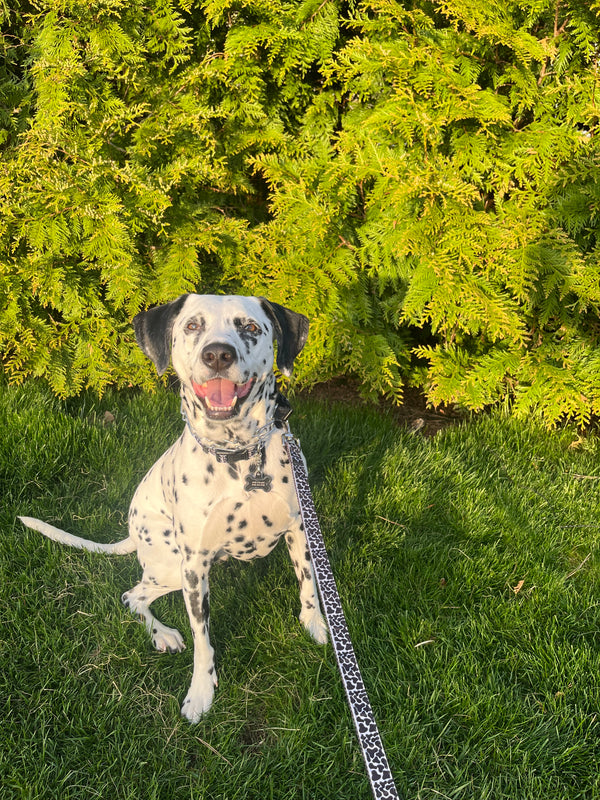 Zuko